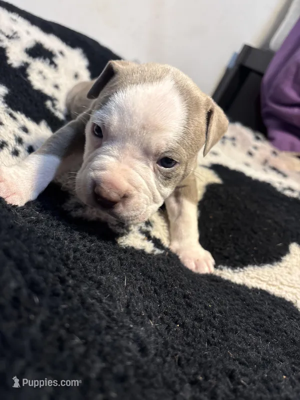 Bruno  – American Bully puppy for sale in Irving, TX