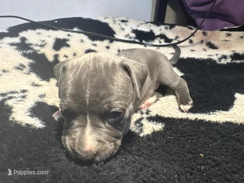 Lucky  – American Bully puppy for sale in Irving, TX