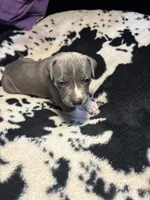 Lucky , a male American Bully for sale in Irving, TX – Photo 3 of 3