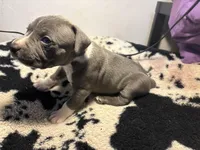 Lucky , a male American Bully for sale in Irving, TX – Photo 2 of 3