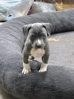 Lucky , a male American Bully for sale in Irving, TX – 4 of 4