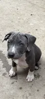 Blue , a male American Bully and American Pit Bull Terrier for sale in Irving, TX – 4 of 4