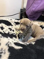 Precious , a female American Bully for sale in Irving, TX – Photo 3 of 3