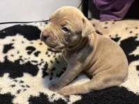 Precious , a female American Bully for sale in Irving, TX – Photo 2 of 3