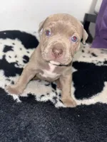 Precious , a female American Bully for sale in Irving, TX – Photo 1 of 3