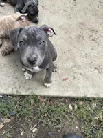 Cece , a female American Bully for sale in Irving, TX – 4 of 4