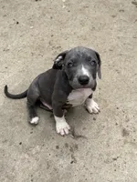 Blue , a male American Bully and American Pit Bull Terrier for sale in Irving, TX – 3 of 4