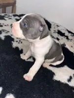 Princess , a female American Bully for sale in Irving, TX – Photo 2 of 2