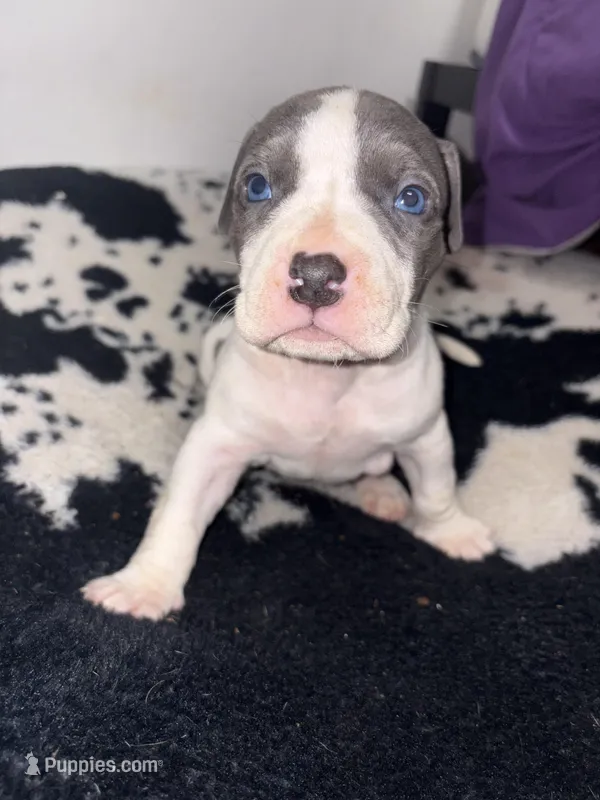 Princess  – American Bully puppy for sale in Irving, TX