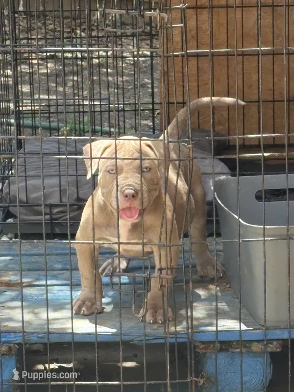 Goldilocks – American Bully puppy for sale in Irving, TX