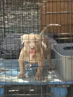 Goldilocks, a female American Bully for sale in Irving, TX – 1 of 5