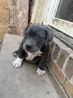 Little man, a male American Bully for sale in Irving, TX – 4 of 4