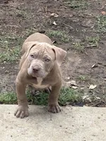 Goldilocks, a female American Bully for sale in Irving, TX – 3 of 5