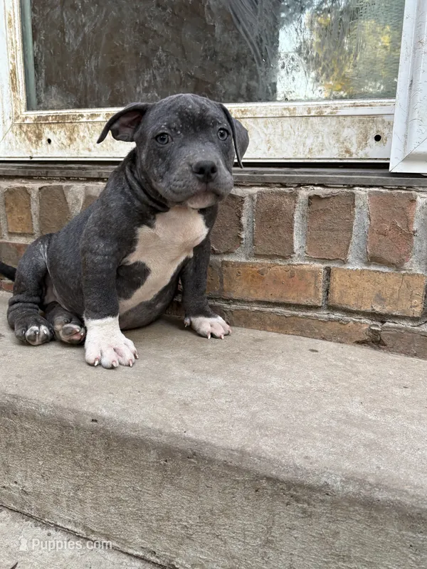Little man – American Bully puppy for sale in Irving, TX