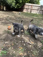 Tank, a male American Bully for sale in Irving, TX – 4 of 4