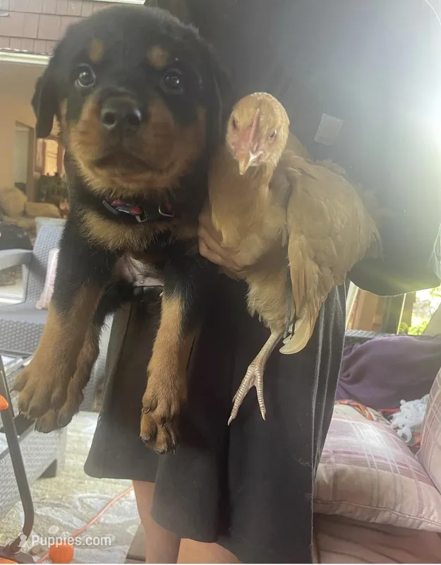 Hercules – Rottweiler puppy for sale in Naugatuck, CT