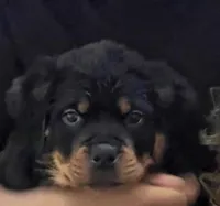 Hercules, a male Rottweiler for sale in Naugatuck, CT – Photo 3 of 4