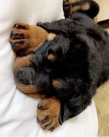 Hercules, a male Rottweiler for sale in Naugatuck, CT – Photo 4 of 4