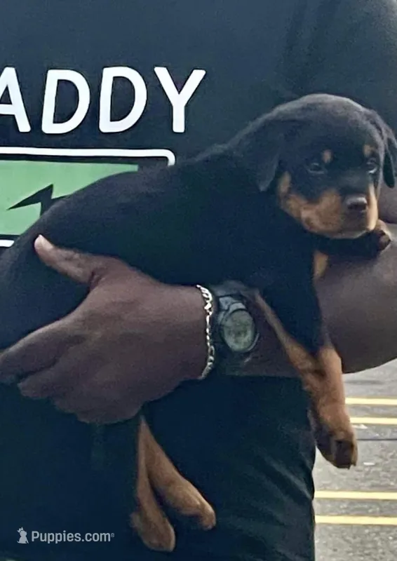 Zeus – Rottweiler puppy for sale in Naugatuck, CT