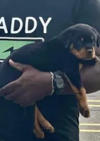 Zeus, a male Rottweiler for sale in Naugatuck, CT – Photo 1 of 4