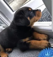 Zeus, a male Rottweiler for sale in Naugatuck, CT – Photo 4 of 4