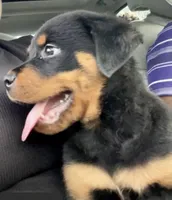 Zeus, a male Rottweiler for sale in Naugatuck, CT – Photo 2 of 4