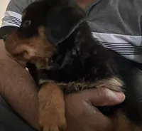 Diamond, a female Rottweiler for sale in Naugatuck, CT – Photo 4 of 4