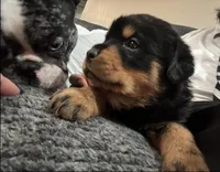 Diamond, a female Rottweiler for sale in Naugatuck, CT – Photo 1 of 4