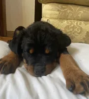 Diamond, a female Rottweiler for sale in Naugatuck, CT – Photo 2 of 4