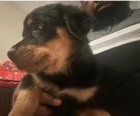 Diamond, a female Rottweiler for sale in Naugatuck, CT – Photo 3 of 4