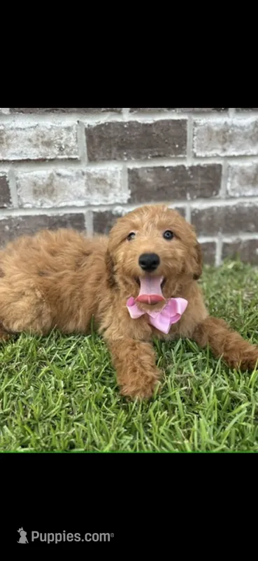 Girl 2 – Miniature Goldendoodle puppy for sale in Silverhill, AL
