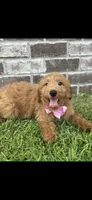 Girl 2, a female Miniature Goldendoodle for sale in Silverhill, AL – 1 of 2