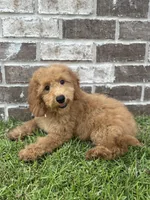 Girl #1, a female Miniature Goldendoodle for sale in Silverhill, AL – 2 of 3