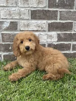 Girl #1, a female Miniature Goldendoodle for sale in Silverhill, AL – 3 of 3