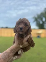 Red Girl #1, a female Goldendoodle for sale in Silverhill, AL – 2 of 2