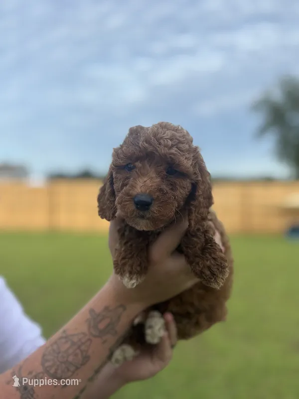 Red Girl #1 – Goldendoodle puppy for sale in Silverhill, AL