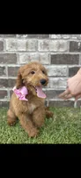Girl 2, a female Miniature Goldendoodle for sale in Silverhill, AL – 2 of 2