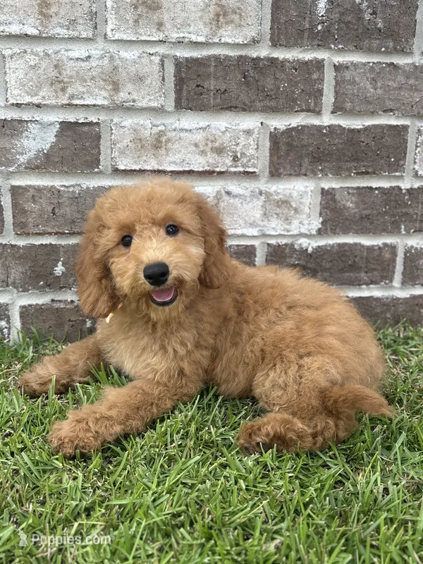 Girl #1 – Miniature Goldendoodle puppy for sale in Silverhill, AL