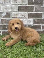 Girl #1, a female Miniature Goldendoodle for sale in Silverhill, AL – 1 of 3