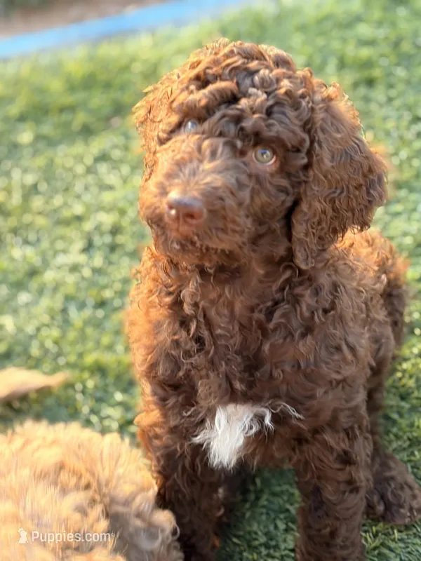 Mrs Brown  – Poodle - Standard  puppy for sale in Apache Junction, AZ
