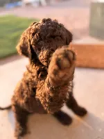 Mrs Brown , a female Poodle - Standard  for sale in Apache Junction, AZ – Photo 3 of 4