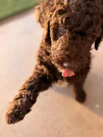 Mrs Brown , a female Poodle - Standard  for sale in Apache Junction, AZ – Photo 2 of 4