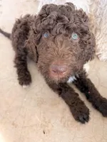 Mrs Brown , a female Poodle - Standard  for sale in Apache Junction, AZ – Photo 4 of 4