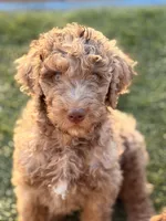 Babyboy, a male Poodle - Standard  for sale in Apache Junction, AZ – Photo 2 of 4