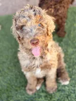 Babyboy, a male Poodle - Standard  for sale in Apache Junction, AZ – Photo 3 of 4