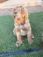 Babyboy, a male Poodle - Standard  for sale in Apache Junction, AZ – Photo 4 of 4