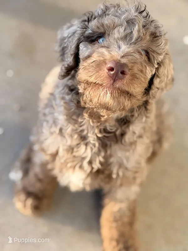 Babyboy – Poodle - Standard  puppy for sale in Apache Junction, AZ