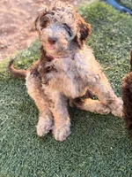 No name (nickname Missy), a female Poodle - Multi-Colored Standard for sale in Apache Junction, AZ – Photo 1 of 3