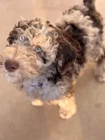 No name (nickname Missy), a female Poodle - Multi-Colored Standard for sale in Apache Junction, AZ – Photo 2 of 3