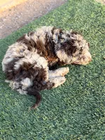 Kiki, a female Poodle - Standard  for sale in Apache Junction, AZ – Photo 5 of 5